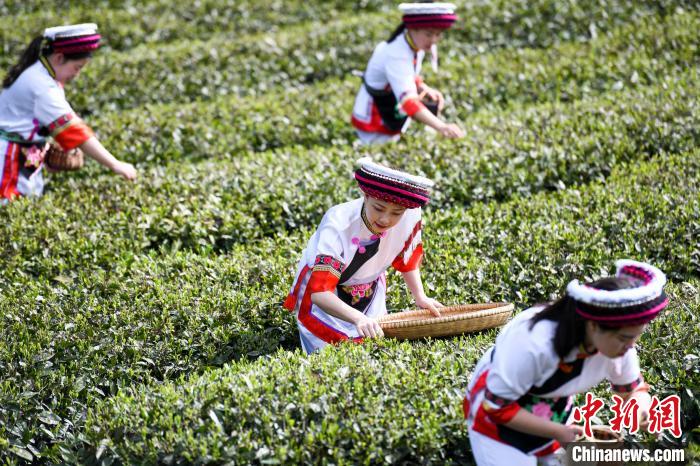 白族村民在茶園采摘?！钊A峰 攝