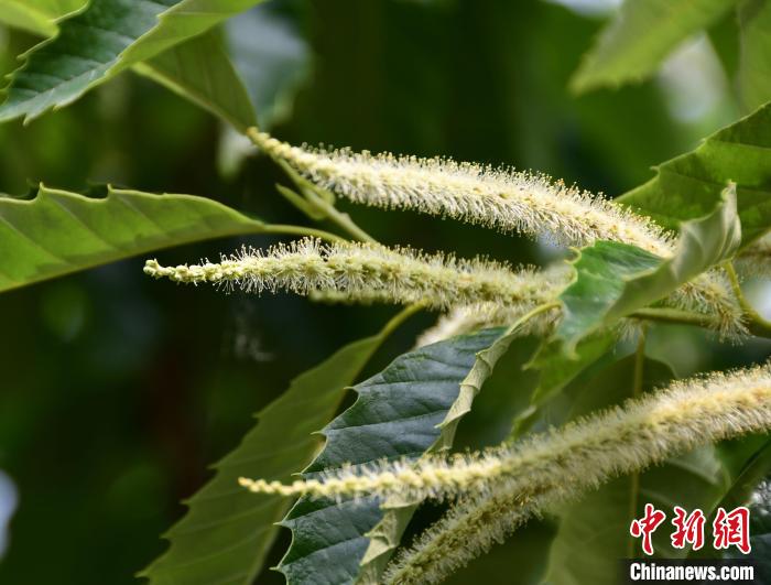 毛茸茸的栗花?！『略破?攝