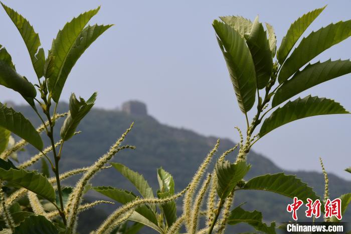 長(zhǎng)城腳下，“栗”花盛開(kāi)?！『略破?攝