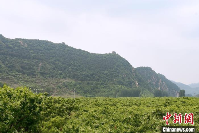 長(zhǎng)城腳下萬(wàn)畝栗花綻放，散發(fā)出淡淡清香?！『略破?攝