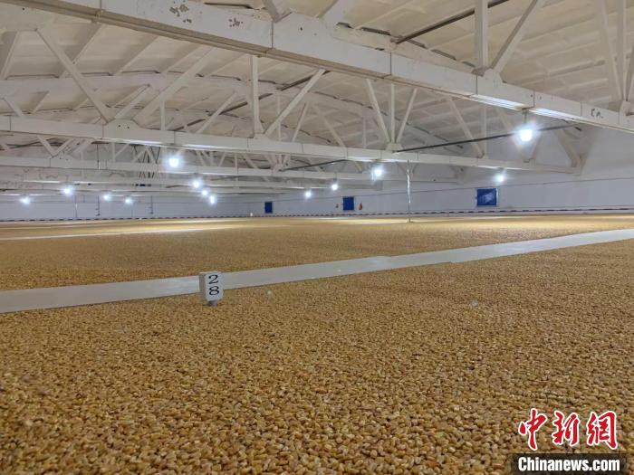 倉內(nèi)清涼干爽、遍地金黃，上千平方米的糧食盡收眼底?！⊥趸萘?攝