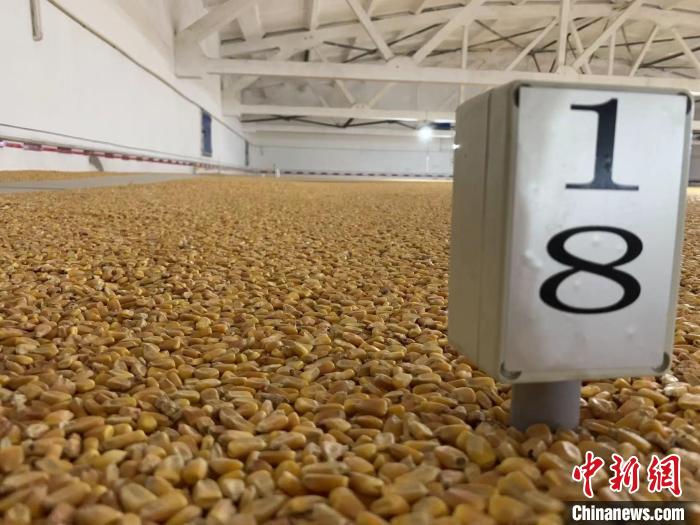 數(shù)千噸的小麥、玉米如同一塊塊被“切平”的巨型蛋糕“鑲嵌”在地面上。　王惠琳 攝