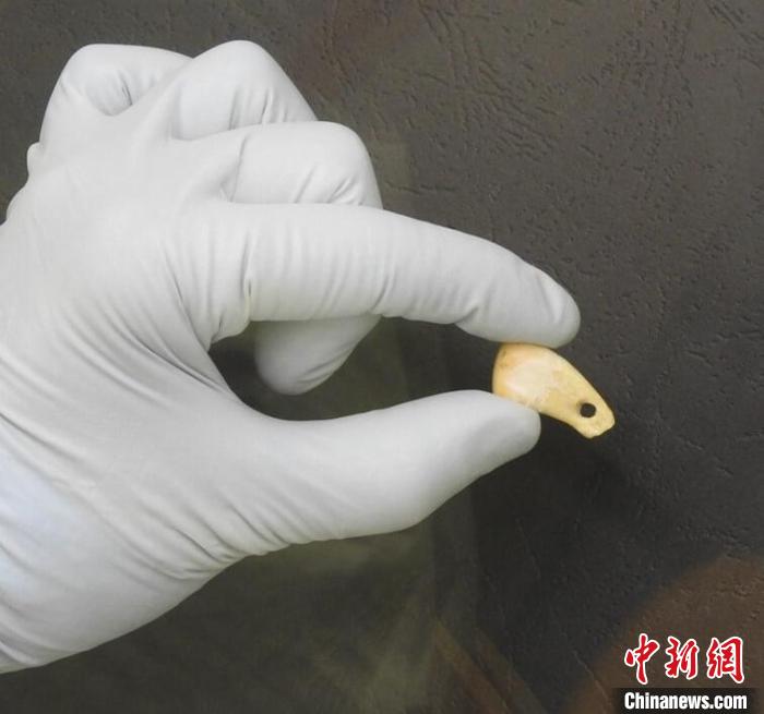 打孔鹿牙墜飾提取DNA后(圖片來自馬克斯·普朗克演化人類學(xué)研究所)?！∈┢樟指瘛ぷ匀?供圖