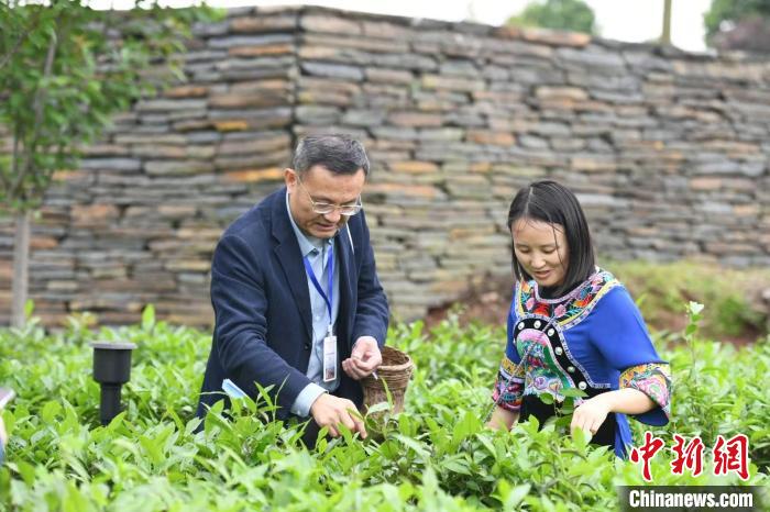 東盟國家媒體記者在辰龍關(guān)茶園采茶?！钊A峰 攝