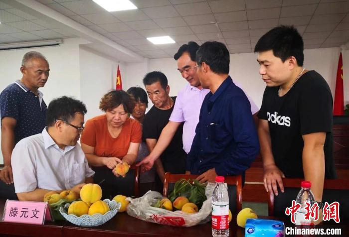 民進(jìn)浙江省委會(huì)為三里橋黃桃種植戶送技術(shù)、送指導(dǎo)。　嘉善統(tǒng)戰(zhàn) 供圖