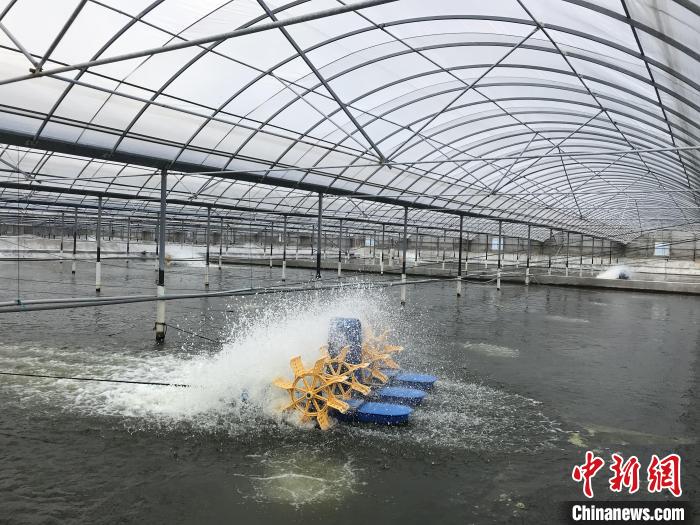 南美白對(duì)蝦養(yǎng)殖基地?！∠笊轿r蟹科技小院供圖