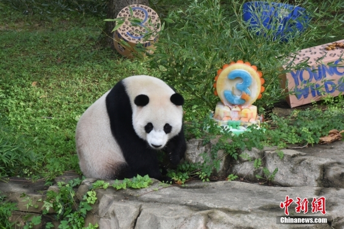 當(dāng)?shù)貢r間8月21日，旅美大熊貓幼崽“小奇跡”迎來3周歲生日。華盛頓國家動物園給“小奇跡”舉辦了“生日派對”，眾多游客前來給“小奇跡”慶生。<a target='_blank' href='/'><p  align=