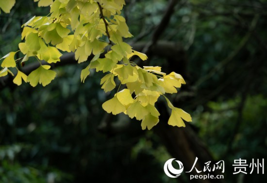 觀山湖公園秋意漸濃。人民網(wǎng) 陽茜攝