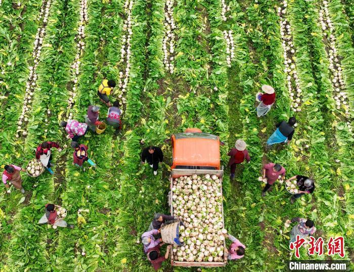 資料圖：村民在采收白蘿卜。劉永紅 攝