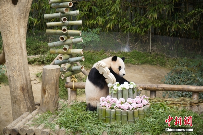 資料圖：旅韓大熊貓“福寶”。<a target='_blank' href='/'><p  align=