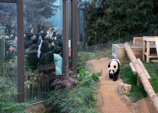 2月20日，韓國民眾在韓國愛寶樂園參觀大熊貓“福寶”。新華社記者姚琪琳攝