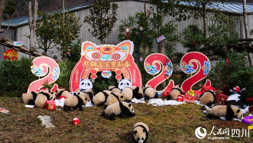 熊貓寶寶賀新春、迎冬奧。李傳有攝