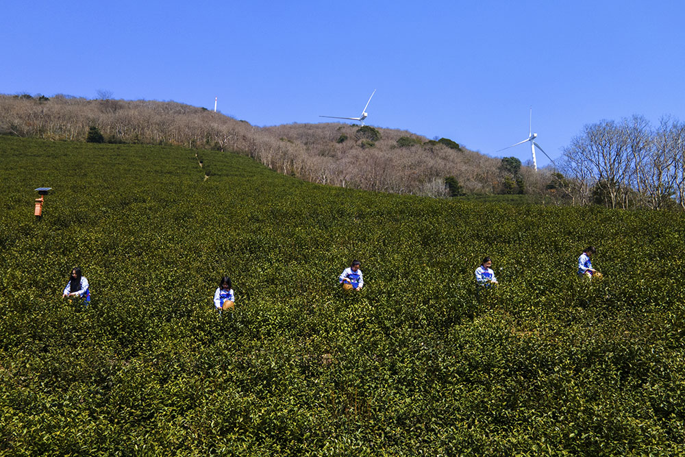 茶農(nóng)們搶抓晴好天氣采摘春茶。楊云中攝