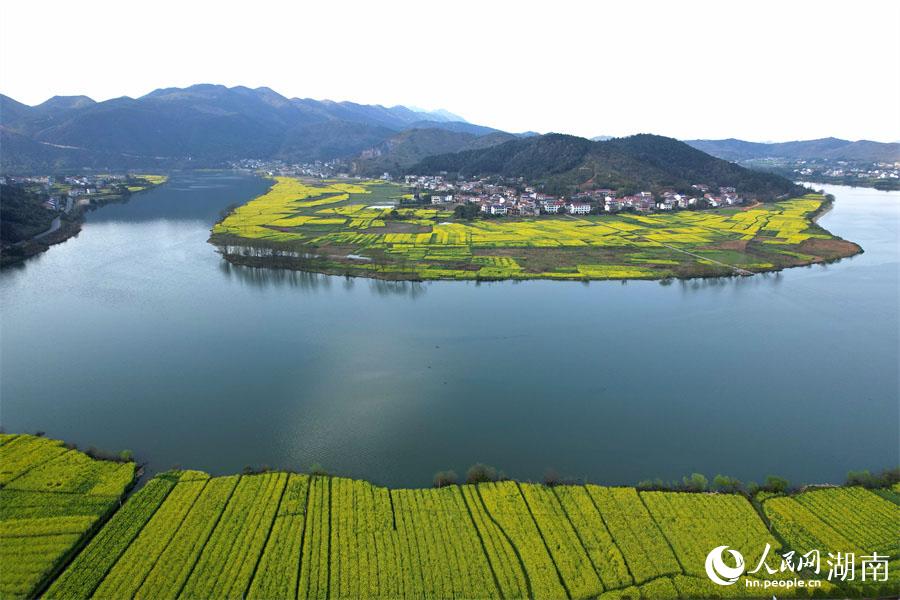 春江水暖，油菜花開。人民網(wǎng) 李芳森攝
