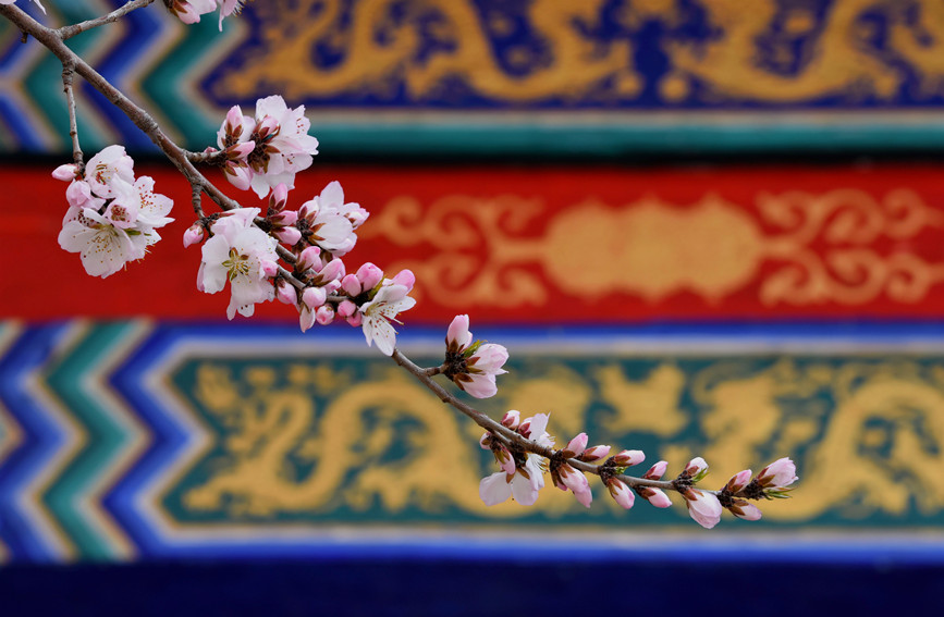 “云”賞桃花相映紅。紅橋區(qū)委宣傳部供圖
