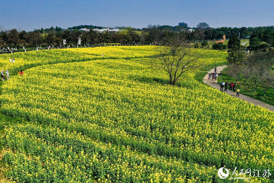 高淳區(qū)椏溪國(guó)際慢城桃花扇廣場(chǎng)油菜花田。劉列攝