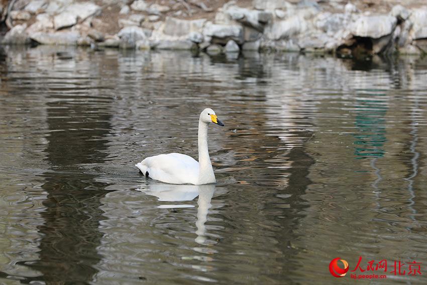 北京動物園水禽湖上，水鳥游弋其中，傳遞春的消息。人民網 尹星云攝