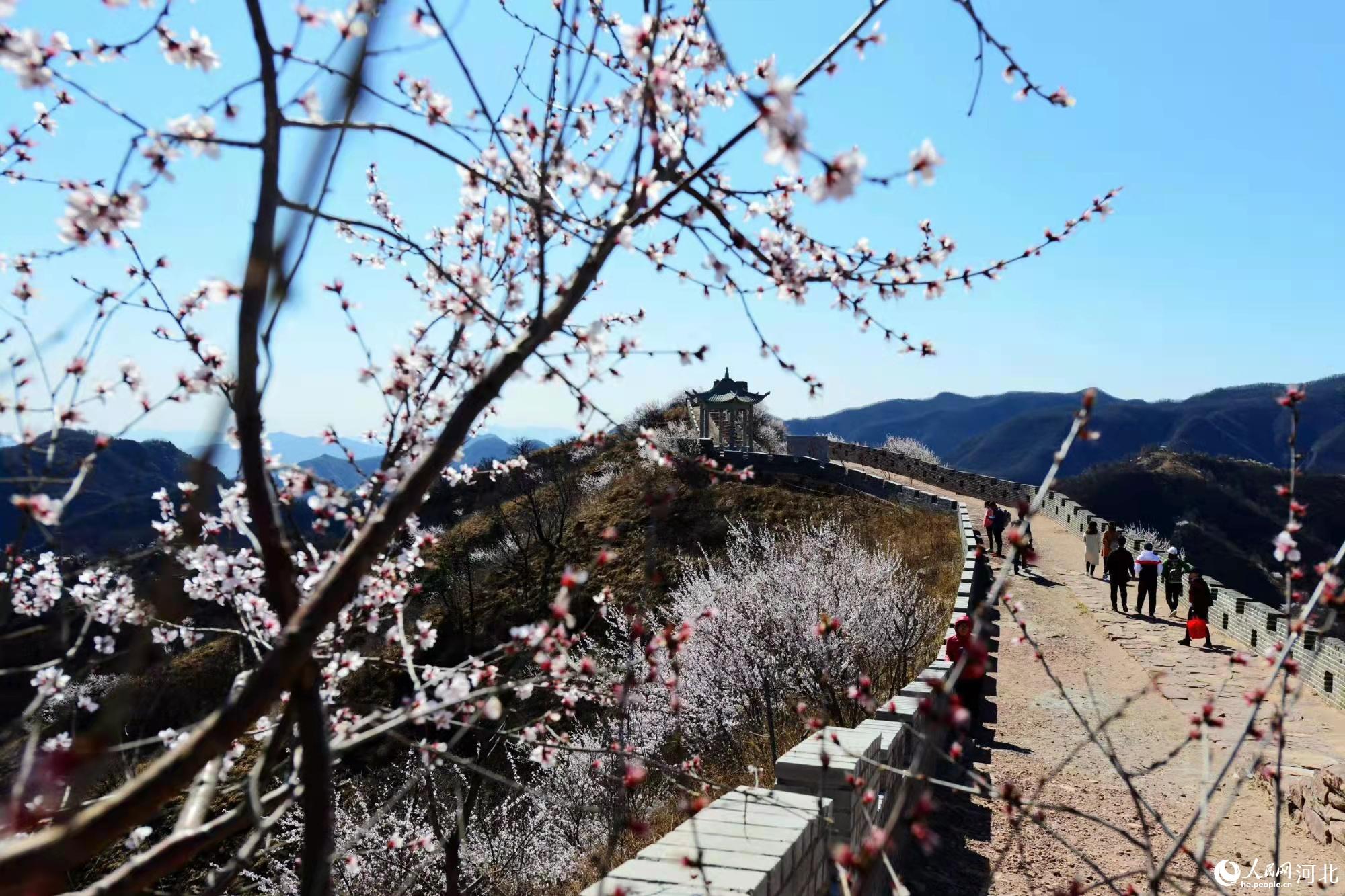 邢臺九龍峽景區(qū)鮮花盛開。 馬健攝