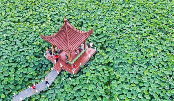 圖為金湖萬畝荷花蕩。陳義寶攝