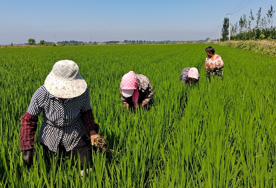7月15日，農(nóng)民在河北省玉田縣石臼窩鎮(zhèn)王家樓村稻田勞作。 張仁杰攝
