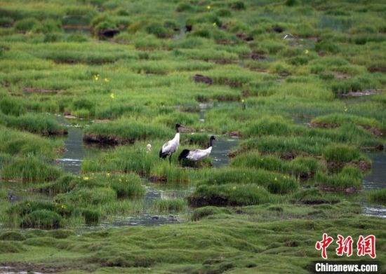 圖為祁連山國家公園青海片區(qū)內(nèi)的黑頸鶴?！∑钸B山國家公園青海省管理局供圖 攝