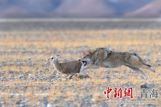 圖為獲獎作品。同海元供圖