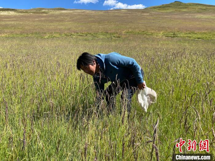 圖為多智正在自家牧場中撿垃圾。　李江寧 攝
