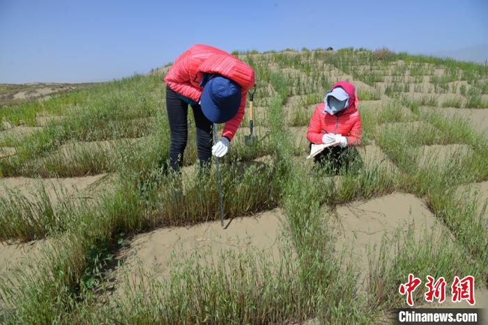 圖為工作人員在調(diào)查沙障技術(shù)成果。　張登山 攝