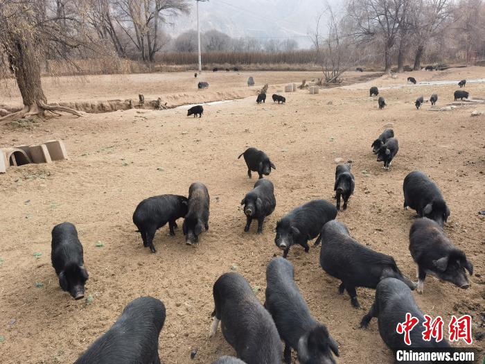 圖為藏香豬?！∑钤鲚?攝