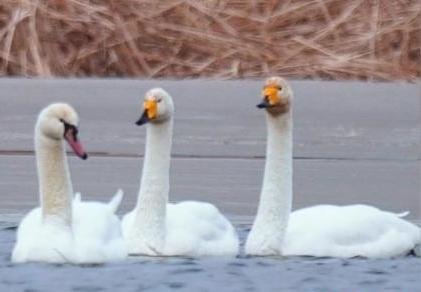 圖為疣鼻天鵝與大天鵝?！∏嗪夜珗@觀鳥協會供圖 攝