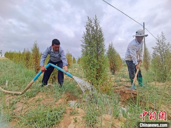 圖為扎西和村民給樹澆水?！∑钤鲚怼z