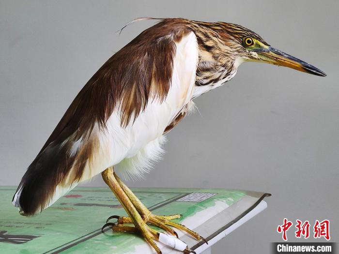 圖為被救助的國(guó)家一級(jí)重點(diǎn)保護(hù)動(dòng)物池鷺?！×鴿商?攝
