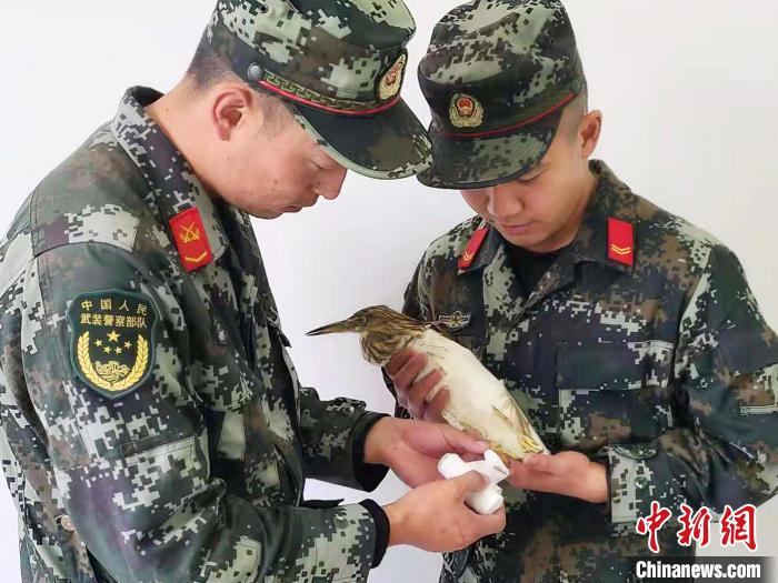 圖為武警官兵正在為國(guó)家一級(jí)重點(diǎn)保護(hù)動(dòng)物池鷺包扎?！×鴿商?攝