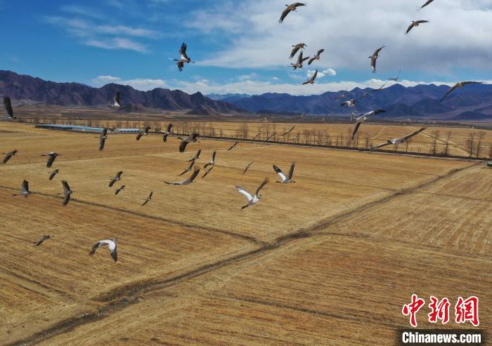圖為黑頸鶴在拉薩市林周縣境內(nèi)飛翔?！∝暩聛硭?攝
