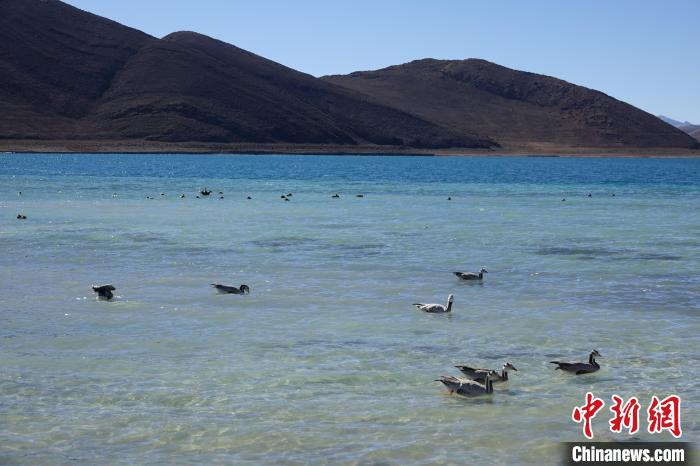 圖為過冬的候鳥在羊湖游弋?！∪轿木?攝