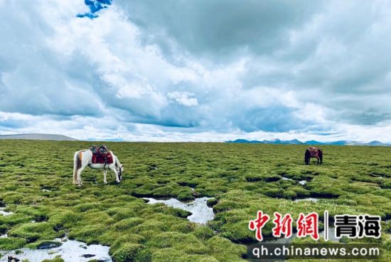 圖為長江南源沼澤濕地。李江寧攝