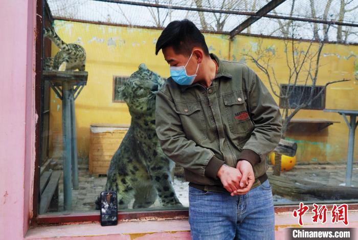 圖為雪豹“奶爸”史壽軍直播休息時與雪豹互動?！●R銘言 攝