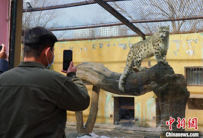 圖為雪豹“奶爸”史壽軍正在直播?！●R銘言 攝
