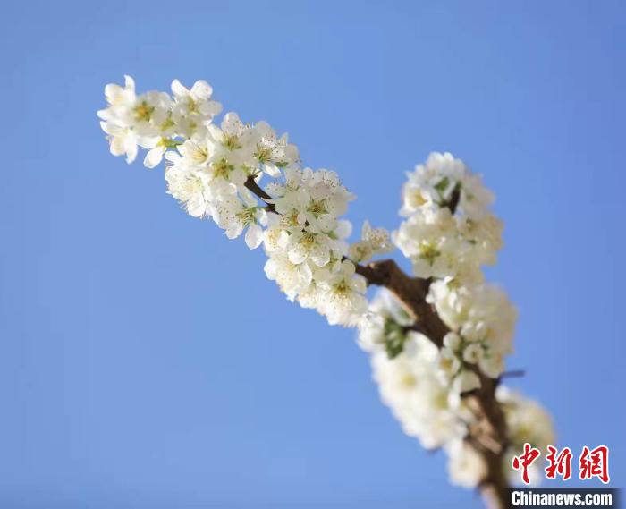 李花盛開?！『吻搴?攝