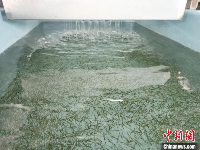 圖為正在育苗。　張?zhí)砀?攝