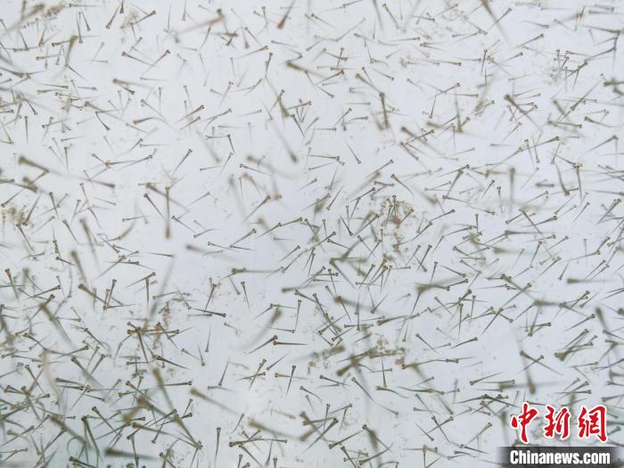 圖為魚苗?！?zhí)砀?攝
