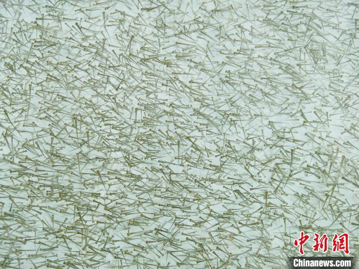 圖為密集培育的魚苗。　張?zhí)砀?攝