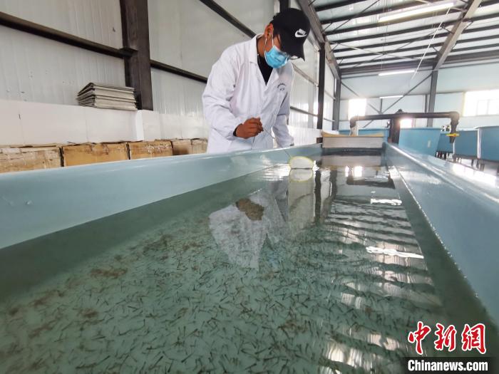 圖為工作人員檢查魚苗?！?zhí)砀?攝