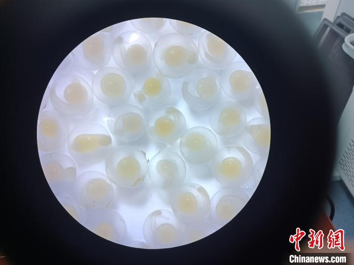 圖為顯微鏡下的魚卵?！∏嗪：沲幘茸o(hù)中心 供圖