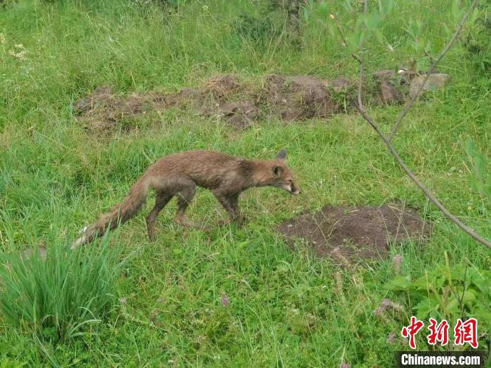 青?；ブ骄戎鷩叶壉Ｗo(hù)野生動物赤狐