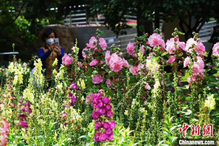 圖為市民在西寧園林植物園內(nèi)賞花拍照?！●R銘言 攝