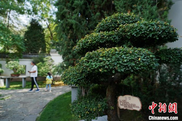 圖為在西寧園林植物園內(nèi)，造型奇特的盆景吸引市民。　馬銘言 攝