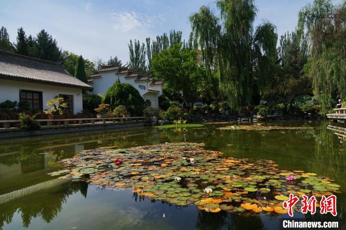 圖為西寧園林植物園秋日風(fēng)景別有韻味。　馬銘言 攝