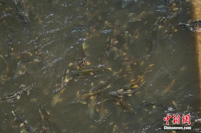 資料圖：圖為今年5月底到8月初，青海湟魚洄游產(chǎn)卵 馬銘言攝