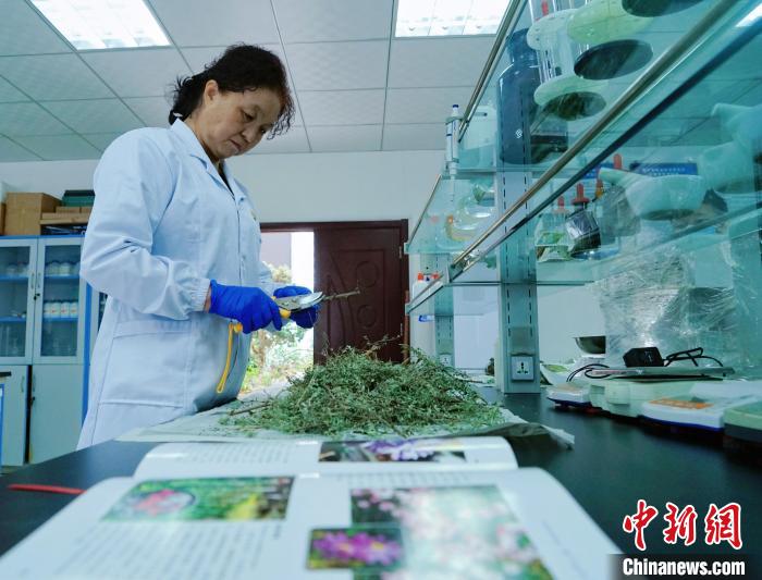 圖為張錦梅在實(shí)驗(yàn)室工作?！●R銘言 攝
